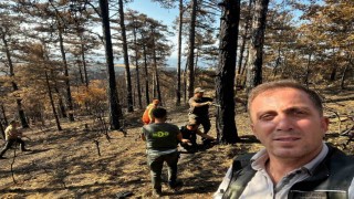Sakaryada yanan ormanlık alanlar tekrar haya dönüyor