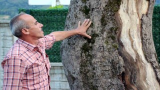Sakaryadaki asırlık çınar ağaçları kuruyor