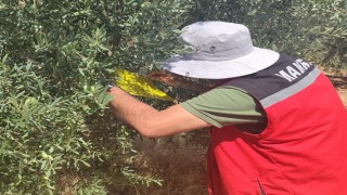 Salihli İlçe Tarımdan ‘zeytin sineği uyarısı