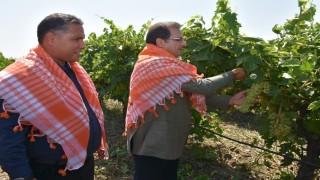 Salihli Kaymakamı Güldoğan üzüm hasadı yaptı