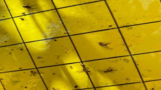 Salihlide üreticiler ‘zeytin sineğine karşı bir kez daha uyarıldı