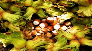 Samsunda fındık hasadı başladı: File yöntemi maliyeti düşürüyor, kaliteyi artırıyor