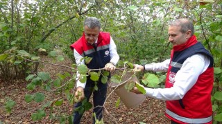 Samsunda zirai don, fındık rekoltesini düşürdü