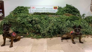 Şanlıurfada 11 kilo 200 gram esrar ele geçirildi