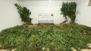 Şanlıurfada 2 kilo esrar ile 555 kök kenevir ele geçirildi: 3 gözaltı