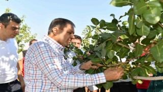 Şanlıurfada boz fıstık hasadı başladı