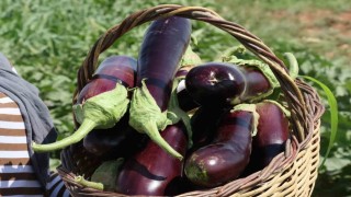 Şanlıurfada coğrafi işaretli ürünlerin hasadı başladı