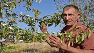 Şanlıurfada elma ağaçları ağustos ayında çiçek açtı