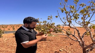 Şanlıurfada fıstık bahçelerini bekleyen büyük tehlike: Fitoplazma
