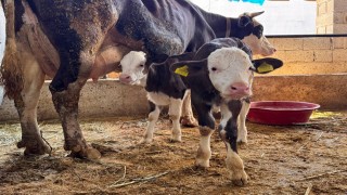 Şanlıurfada şap hastalığıyla mücadele devam ediyor