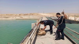 Şanlıurfada sulama kanalına düşen köpeği itfaiye kurtardı