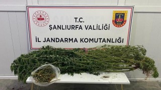 Şanlıurfada uyuşturucu operasyonu: 12 gözaltı