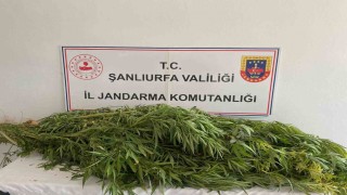 Şanlıurfada uyuşturucu operasyonu: 2 gözaltı