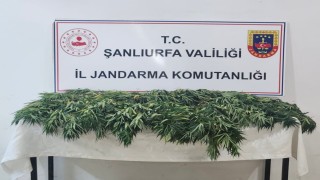 Şanlıurfada uyuşturucu operasyonu: 2 gözaltı