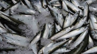 Sardalya yaşlanmayı geciktiriyor