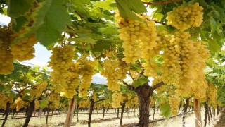 Sarıgöl ovasında tatlı telaş devam ediyor