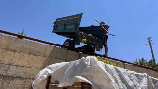 Sarıgölde çıkma üzüm 16 TLye yükseldi