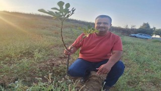 Sarıgölde sarılop incir üretimi yaygınlaşıyor