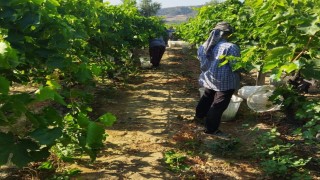 Sarıgölde üzüm hasadı başladı