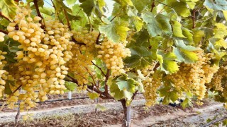 Sarıgölün altın sarısı Sultaniye üzümleri sofralara ulaştırılıyor