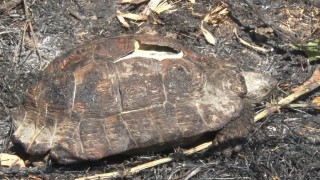 Sarıyerde ormanlık alanda çıkan yangın kontrol altına alındı