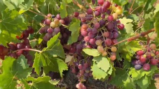 Şarköyün Gardinal Üzümünün hasadı başladı