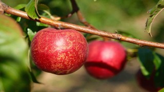 Şeftalinin 120 çeşidiyle koleksiyon bahçesi oluşturdular