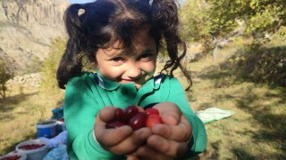 Şerbeti, çayı, meyvesi oluyor! Kalbi koruyor, enfeksiyonu düşürüyor