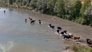 Serengeti düzlüğü değil Sivas bozkırı