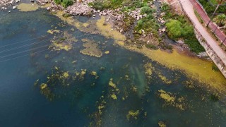 Seyhan Nehri yosun akınına uğradı, çöplerle doldu