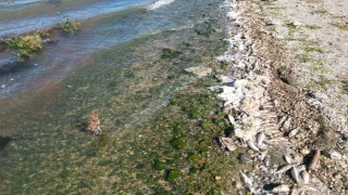 Seyitler Barajında yüzlerce ölü balık görüntülendi