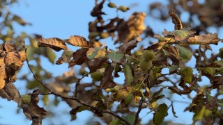 Sıcaklardan etkilenen ceviz ağaçlarının yaprakları ile meyveleri kurudu