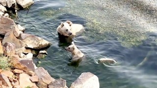 Sıcaktan bunalan ayılar kendilerini Nemrutun serin sularına attı