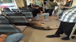 Sıcaktan bunalan köpek tramvaya sığındı