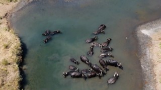 Sıcaktan bunalan mandaların banyo keyfi