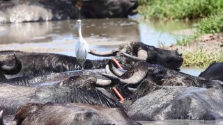Sıcaktan bunalan mandaların deltadaki serinleme keyfi objektiflere yansıdı