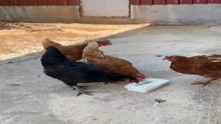 Sıcaktan bunalan tavuklarını Maraş dondurması ile serinletti