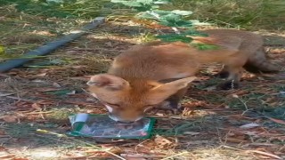 Sıcaktan bunalan tilkiye vatandaş su ikram etti