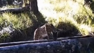 Sıcaktan bunalan vaşak yalakta serinledi