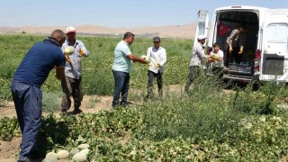 Sıhke kavununun hasadına başlandı