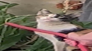 Siirtte sıcaktan bitkin düşen kediye güvenlik görevlisi can suyu oldu