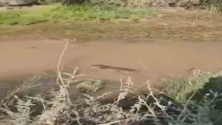 Siirtte su samuru görüldü