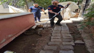 Siirtte tilki evin bahçesine girdi