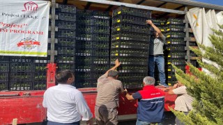 Siirtte üreticilere marul ve karnabahar fidesi dağıtıldı