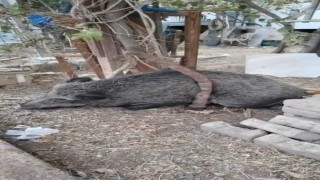 Silahla yaralanan domuz Doğal Yaşam Parkında iyileştirildi