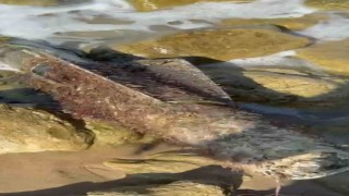 Şile sahilinde roket başlığı olduğu değerlendirilen cisim imha edildi