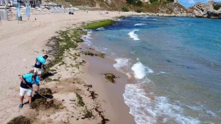 Şilede deniz adeta yosun kustu