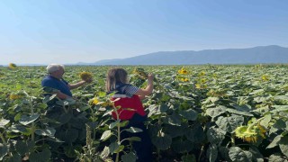 Simavda TAKE projesi çerçevesinde ayçiçeği ekili parsellerde kontroller yapıldı