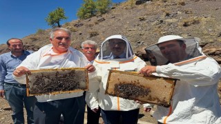 Sincikte bal hasadı başladı