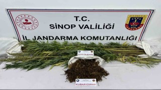 Sinopta 425 gram kubar esrar ve 56 kök kenevir bitkisi ele geçirildi